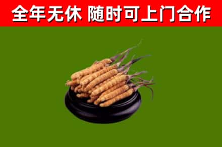 坪山烟酒回收冬虫夏草.jpg