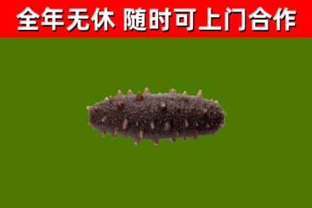 坪山烟酒回收干海参.jpg
